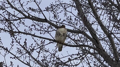 Red-Tailed Hawk on a branch