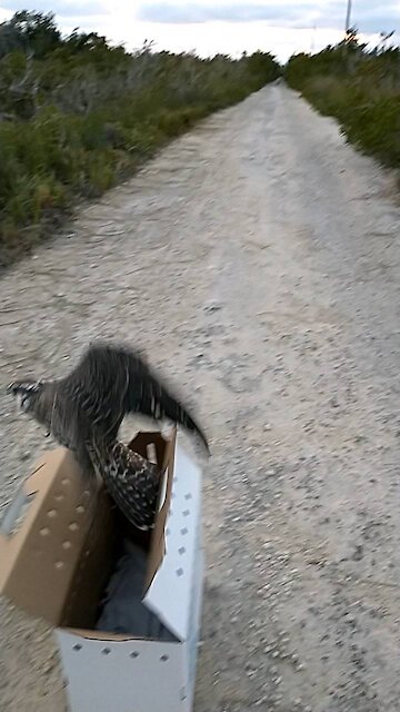 Perrigrine Falcon release