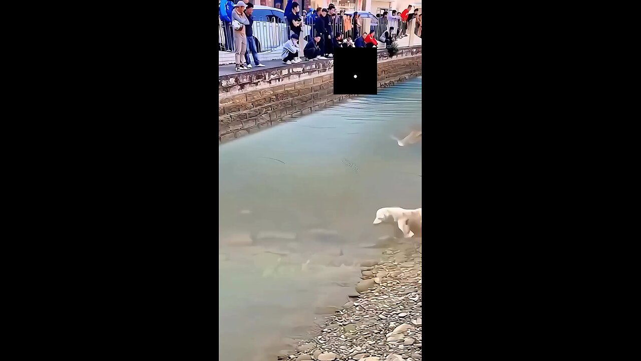 kutta baccha magarmacch se mar Gaya