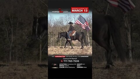 "𝗩𝗘𝗟𝗢𝗖𝗜𝗧𝗬" - Looking for a good cow horse with all the looks and brains, this AQHA mare is all that!