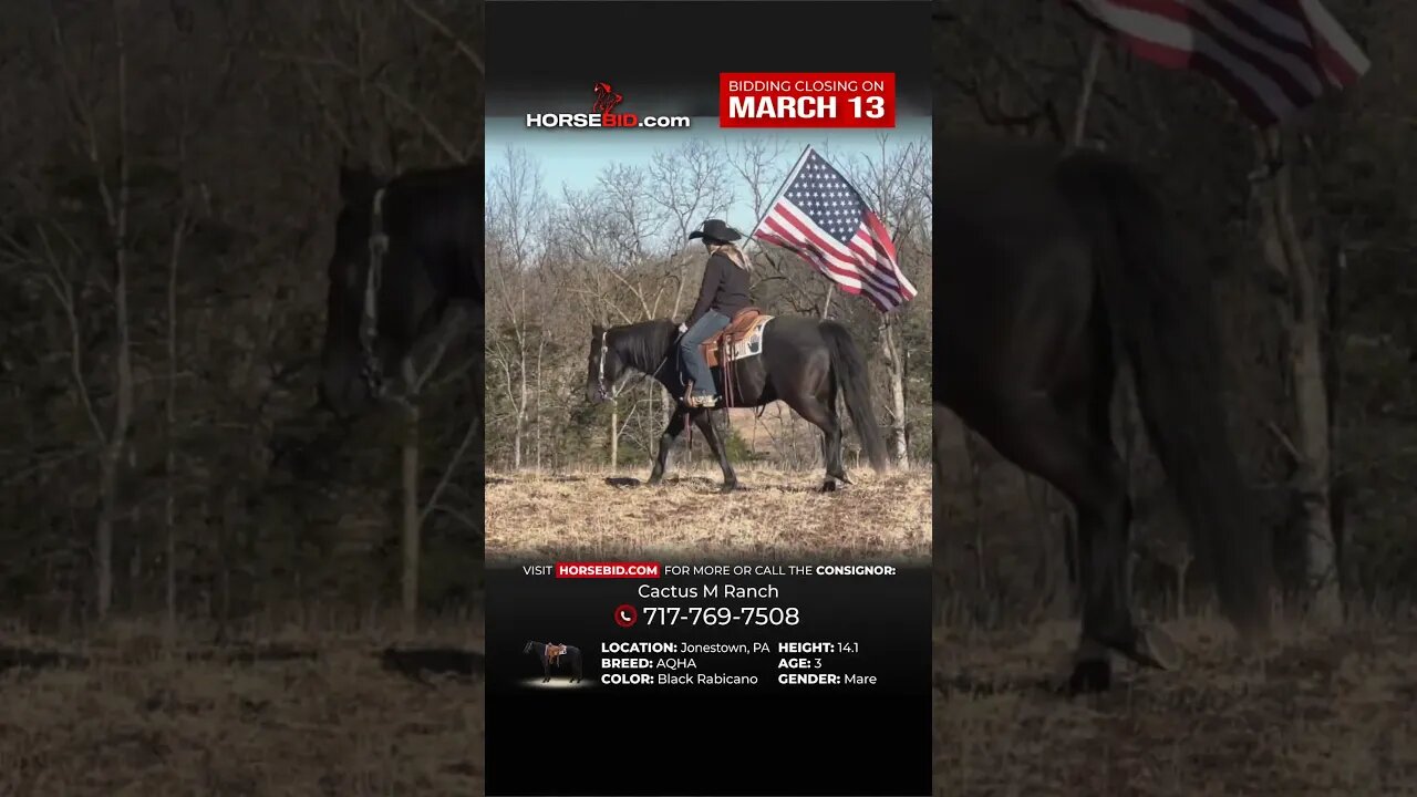 "𝗩𝗘𝗟𝗢𝗖𝗜𝗧𝗬" - Looking for a good cow horse with all the looks and brains, this AQHA mare is all that!