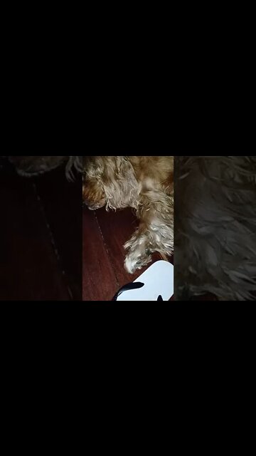 dogshow golden, shorts