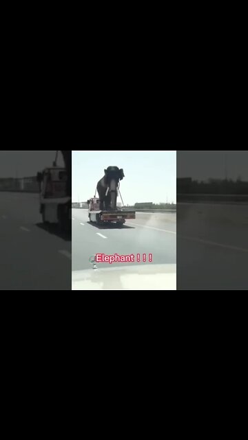 OMG - This Entire Elephant Is Just Sitting There! #shorts