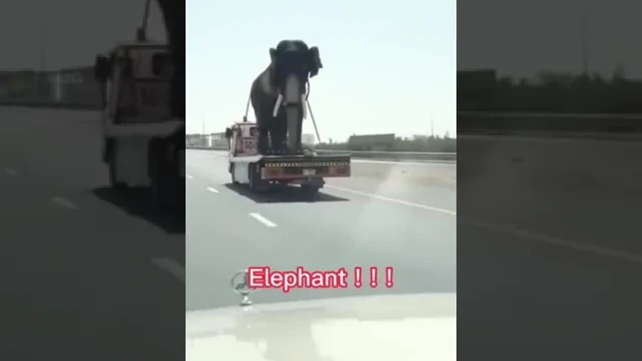 OMG - This Entire Elephant Is Just Sitting There! #shorts