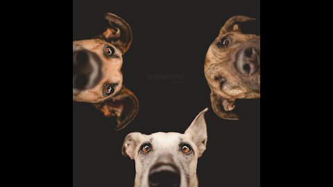 dogs play sweet