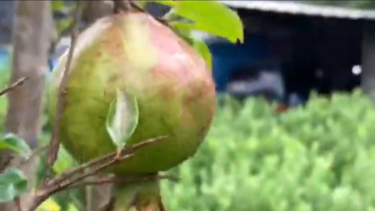 red pomegranate