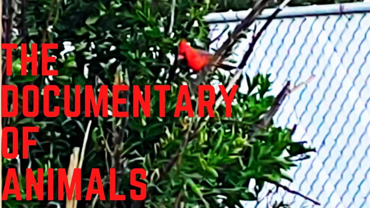 The Documentary of Animals-for kids!