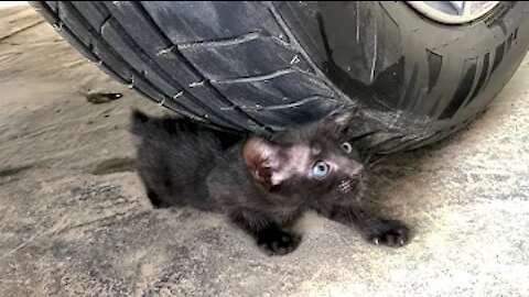 experiment car and cat......car crushing baby cat