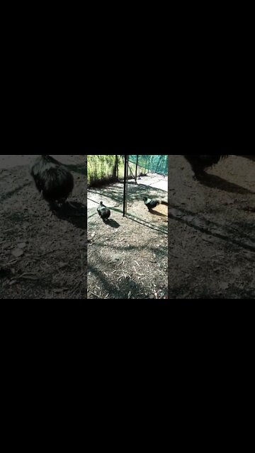 Good morning Silkies 5th December 2022