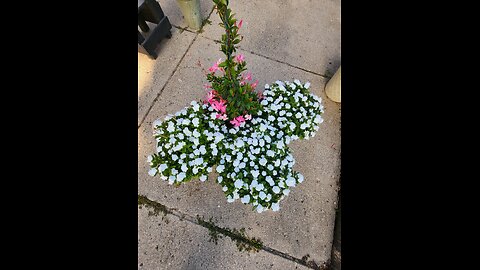 2 hour Delineation Lucile Ball system of Flower Beds and associated Petunia Colonies