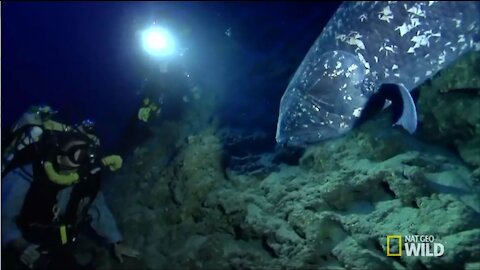 Finding the Coelacanth - NatGeo Divers