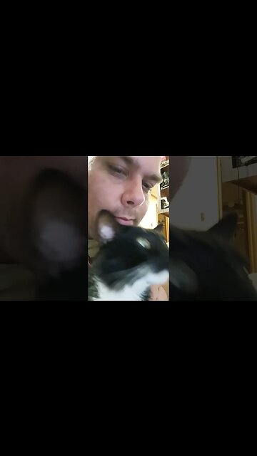 what's up kitty #shortsfeed #kitty #shortsvideo #kittycat #youtubeshorts #cutekitty #catshorts