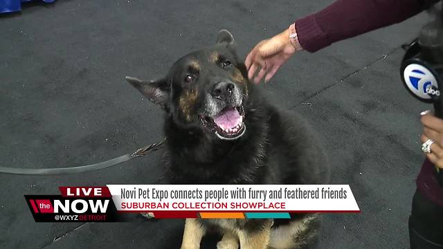 Novi Pet Expo connects people with furry and feathered friends