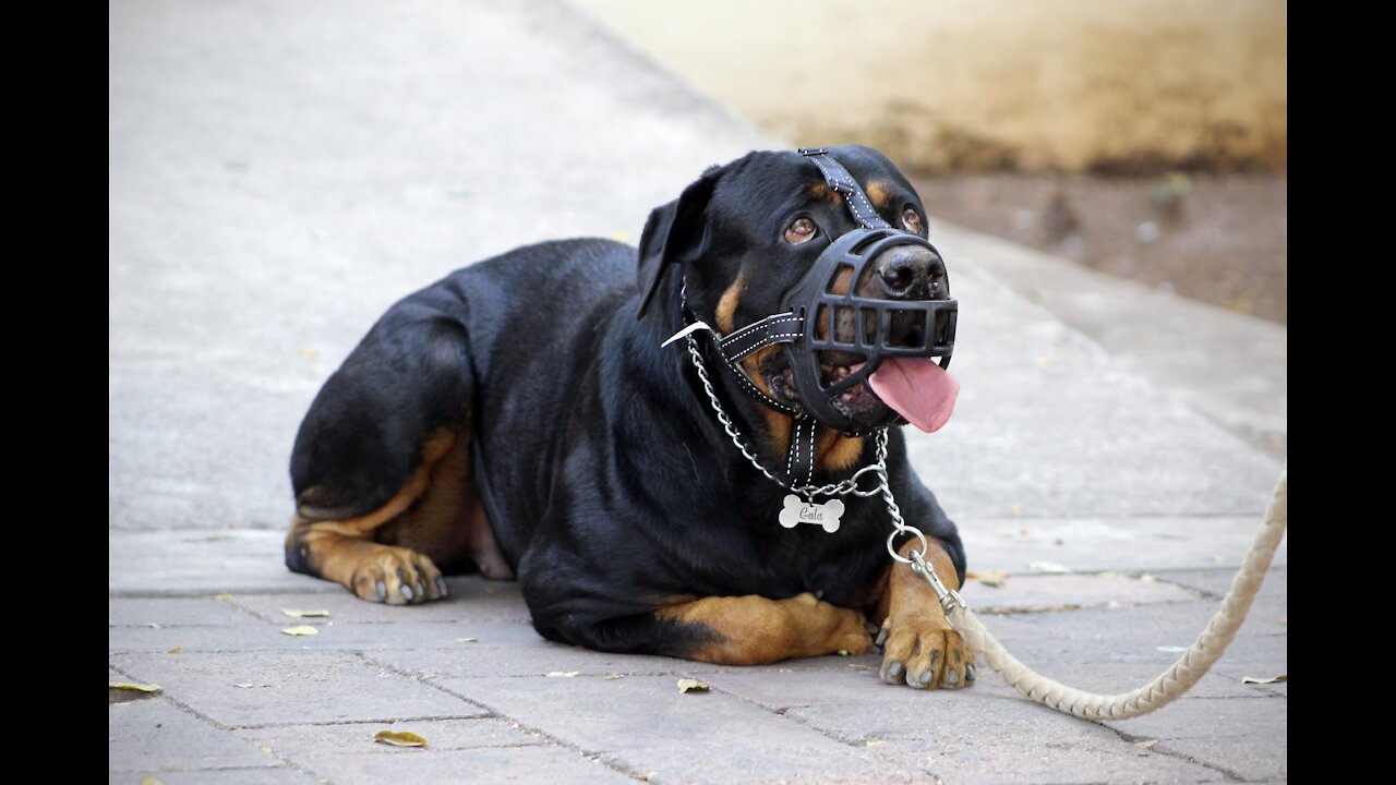 Dog Training Heel Leash Walking