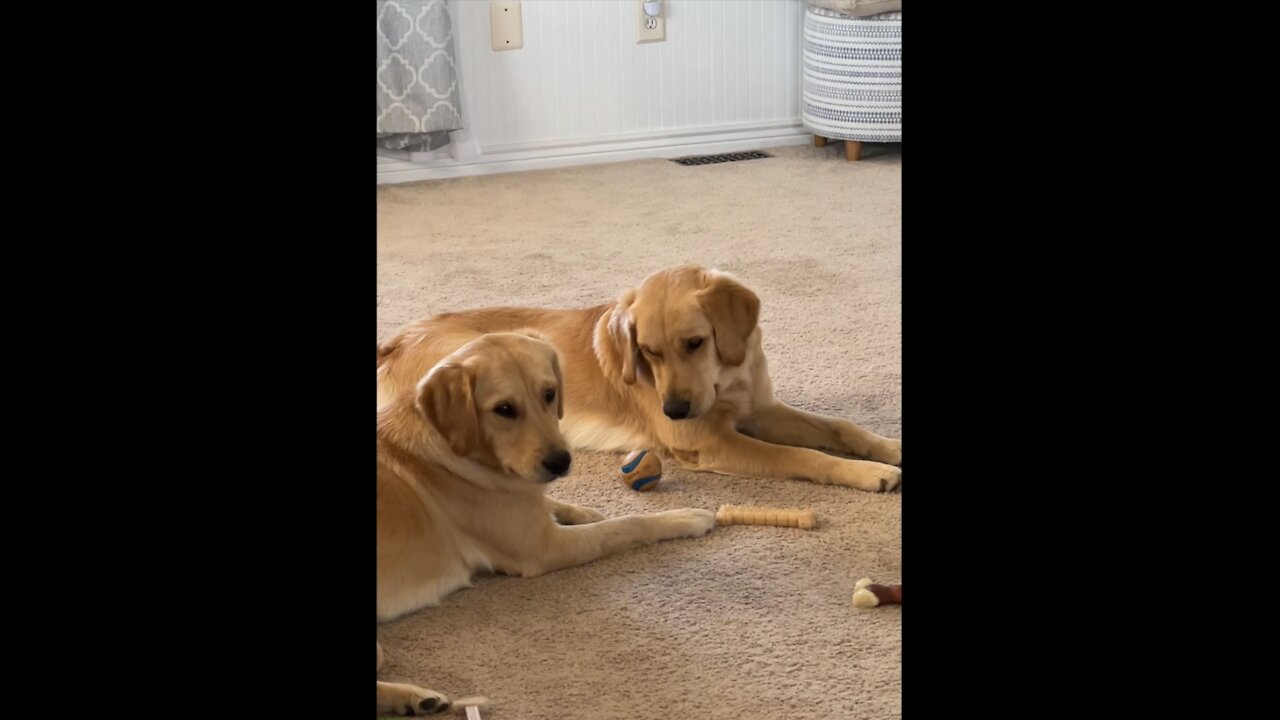 Golden retriever shares ball with her brother.