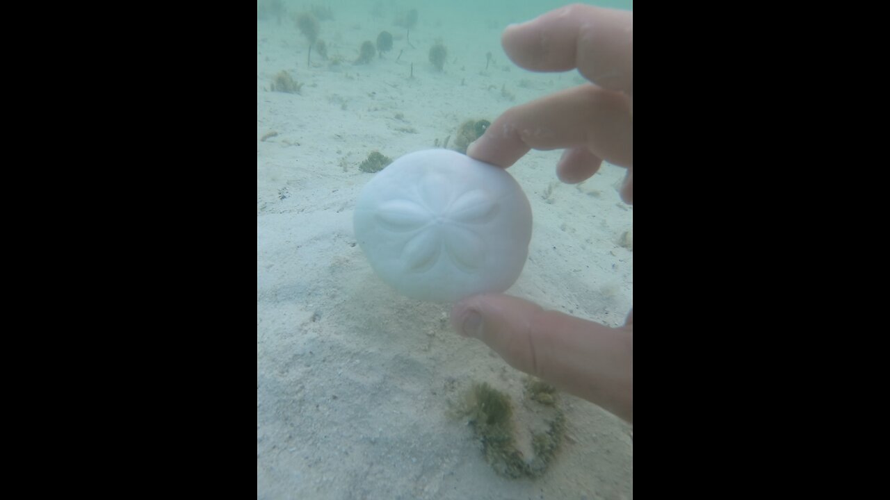 Always RE-PLANT your sand dollars!