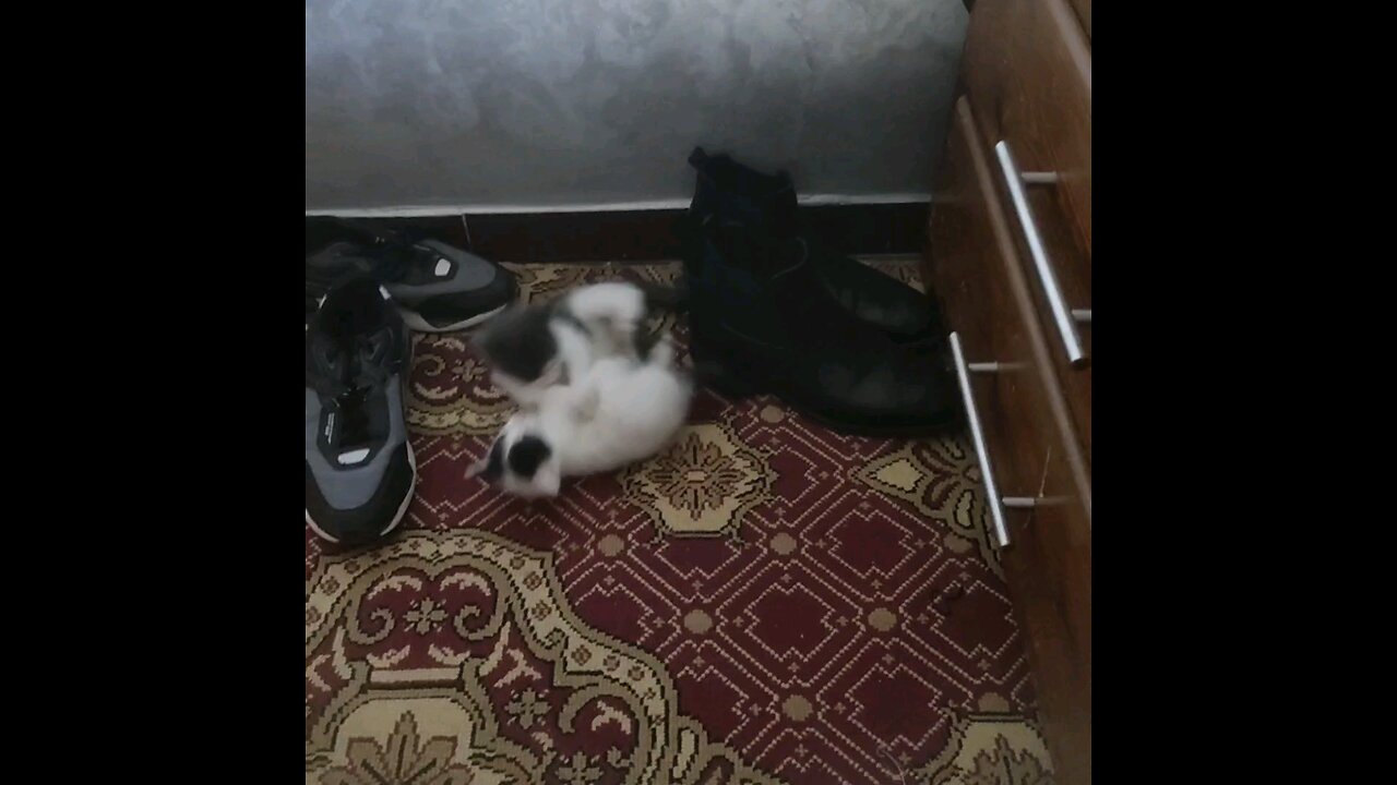 cute combat