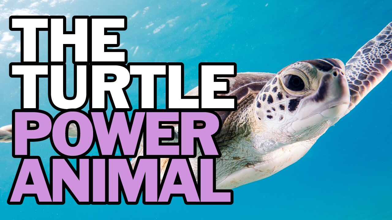 The Turtle Power Animal