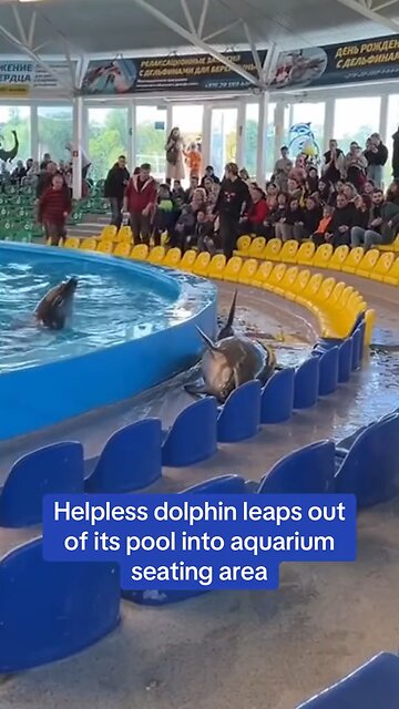 Would you lift a helpless dolphin?