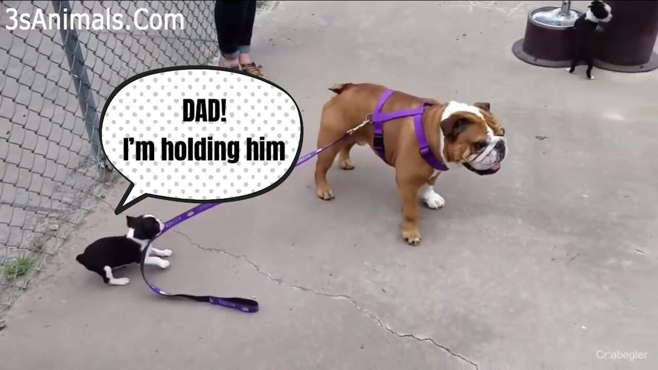 Cute puppies doing funniest things you’ve ever seen