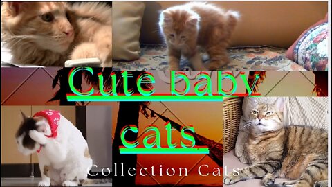 Baby Cats - Cute and Funny Cat Videos Compilation #8