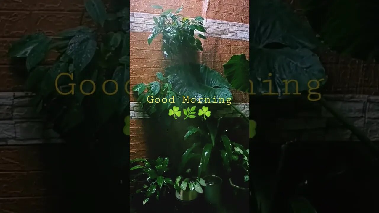 Good Morning Babies