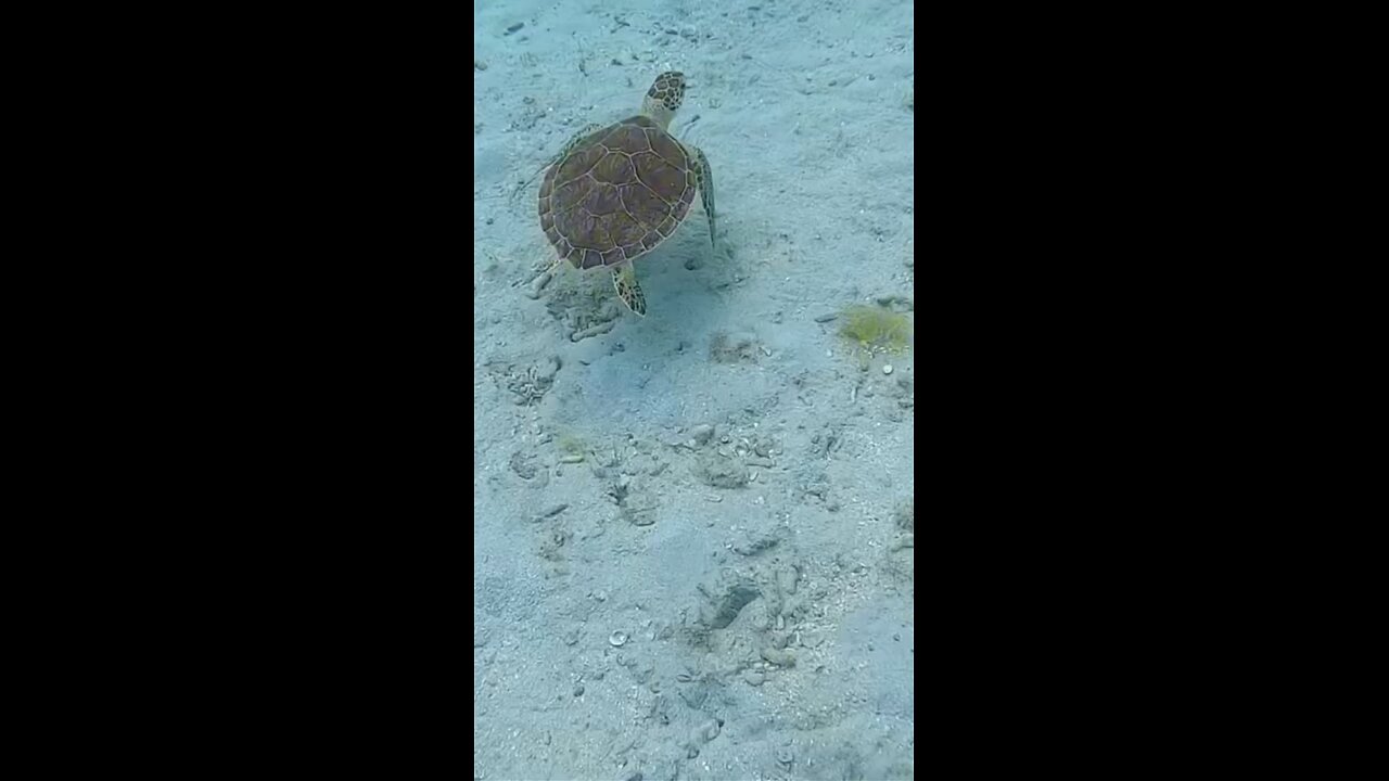 Turtle Swimming