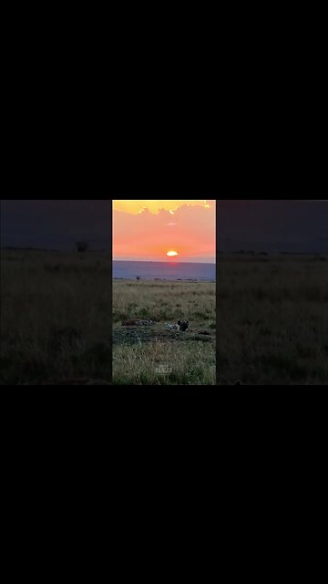 Hyenas At Sunset #shorts | #ShortsAfrica