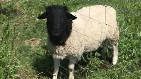 Cet homme secourt un mouton coincé dans du grillage