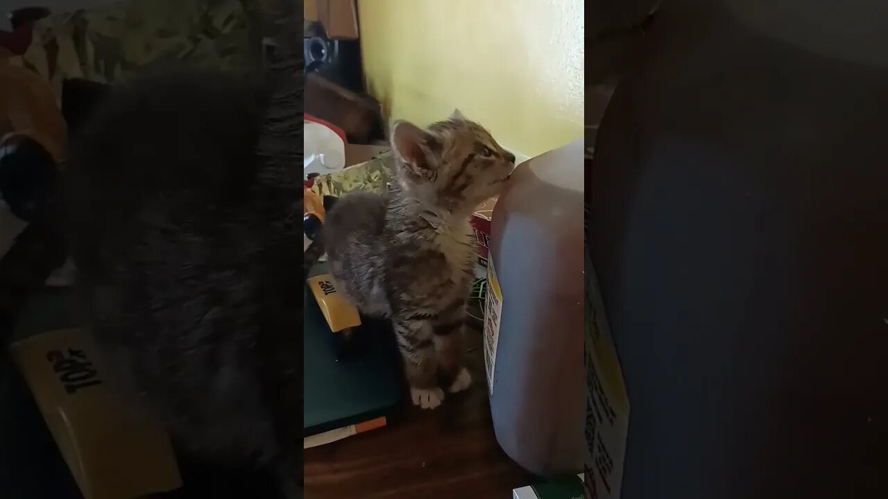 kitten licking my tea