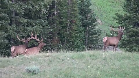 VELVET ACTION! BULLS, BULLS, BULLS! BULL ELK!