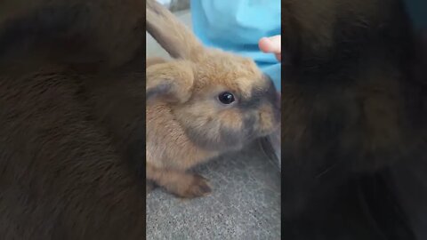 Belle & Her Bun