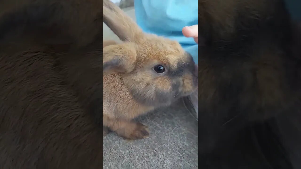 Belle & Her Bun