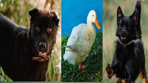Playing hide and seek with Duck and Dog.