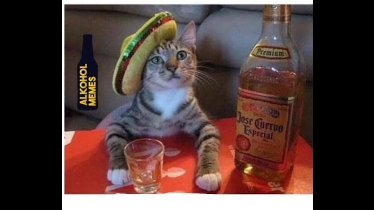 cute and Funny cat drunkenness video 😂