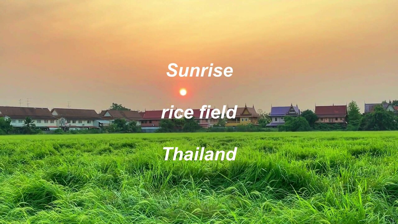 Sunrise at rice field in Thailand