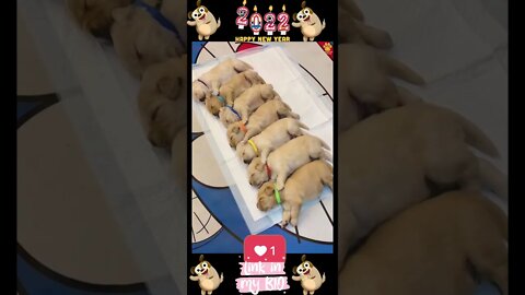 #25_😂🐶😂 #Baby #Dogs - #Cute and #Funny #Dogs #Video 😂🐶😂 (#2022)