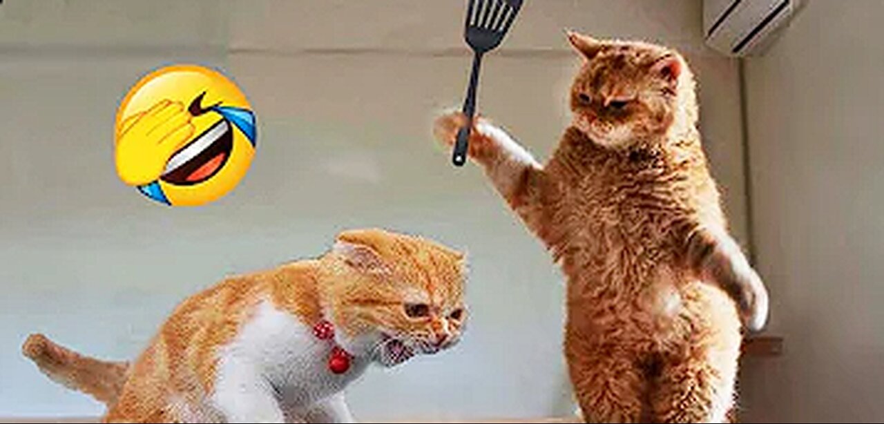 Funniest Animals 2023 😂 New Funny Cats and Dogs Videos 😻🐶