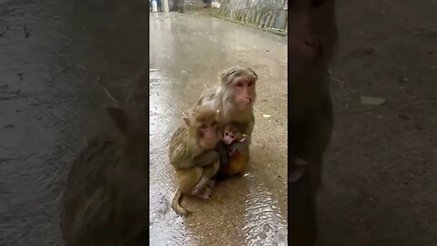 Funny Monkey #pet #viral 🤣🤣