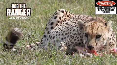 Cheetah Finishing A Gazelle Meal | Lalashe Maasai Mara Safari