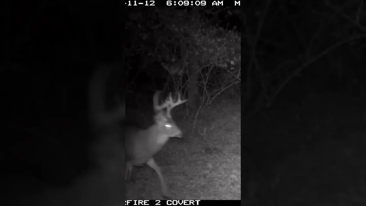 This Buck Has LOST His Mind Looking For A Doe! (Rutted Up!)