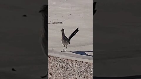 Road runner coming to say hi. #nature