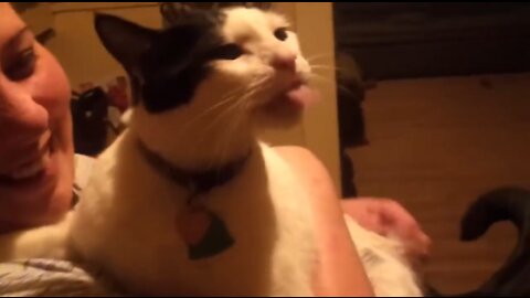 That Funny Cats Compilation will makes you laugh -#2 by TripleM