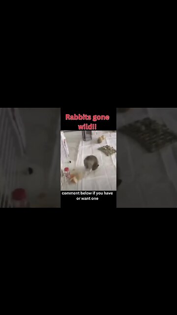 Rabbits gone wild!! #rabbit #rabbits #shorts #short #shortvideo