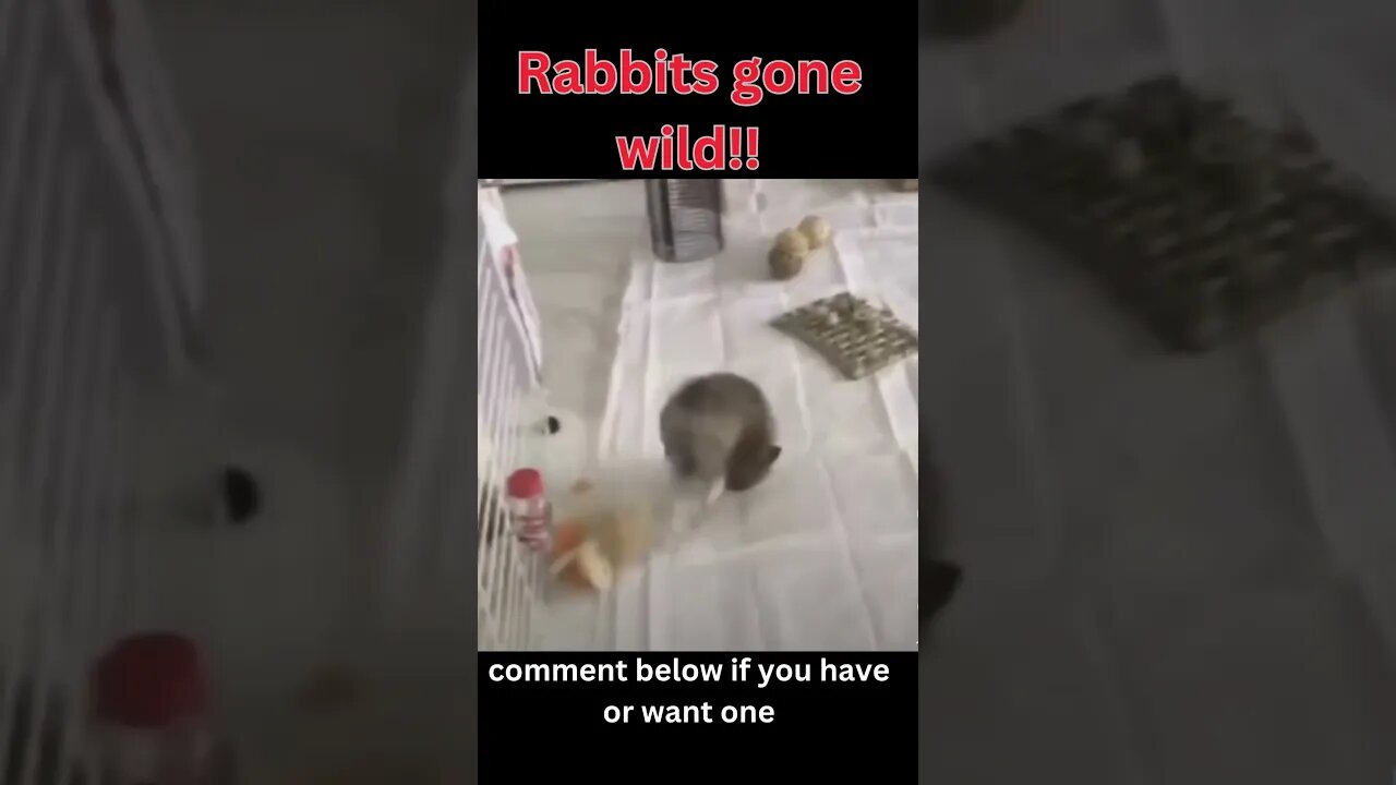 Rabbits gone wild!! #rabbit #rabbits #shorts #short #shortvideo