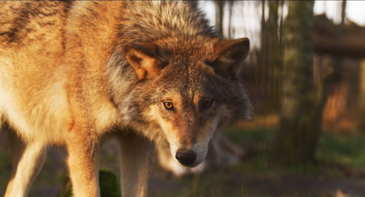 WILD FOREST WOLF IN HD