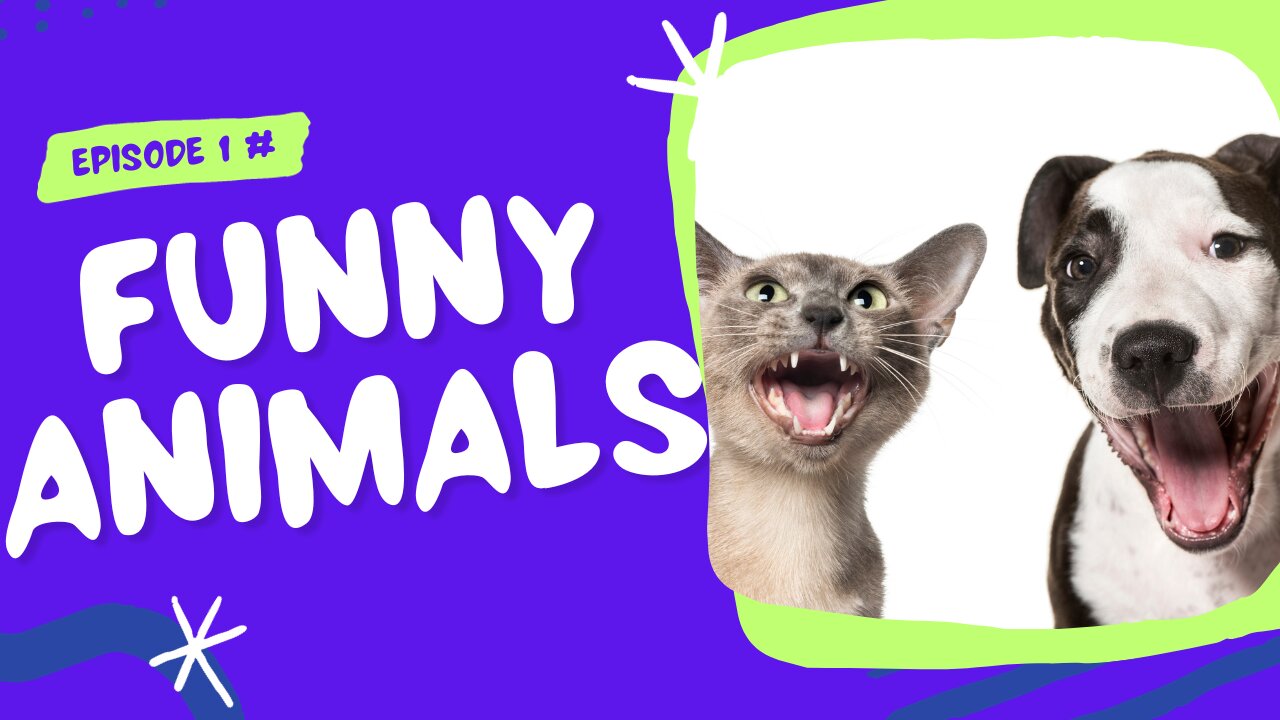 Funny Animals Episode 1 #