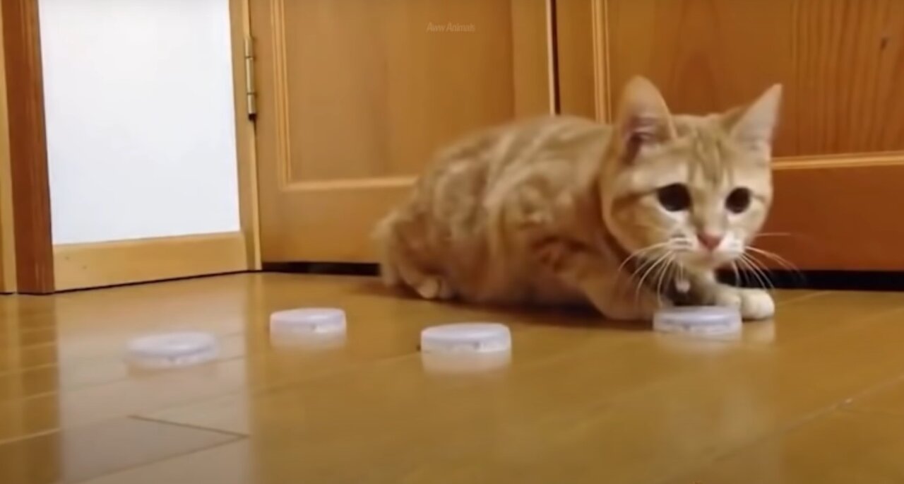 Baby Cats - Cute and Funny Cat Videos Compilation #18
