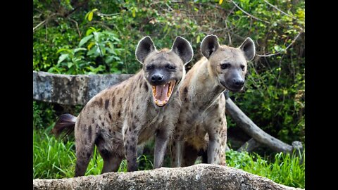 A Hyena SELVAGEM VIDA DOS Hiena CÃES SELVAGENS ✍️6 ❤️ 9✍️Increíble (●'◡'●)☆*: .｡. o(
