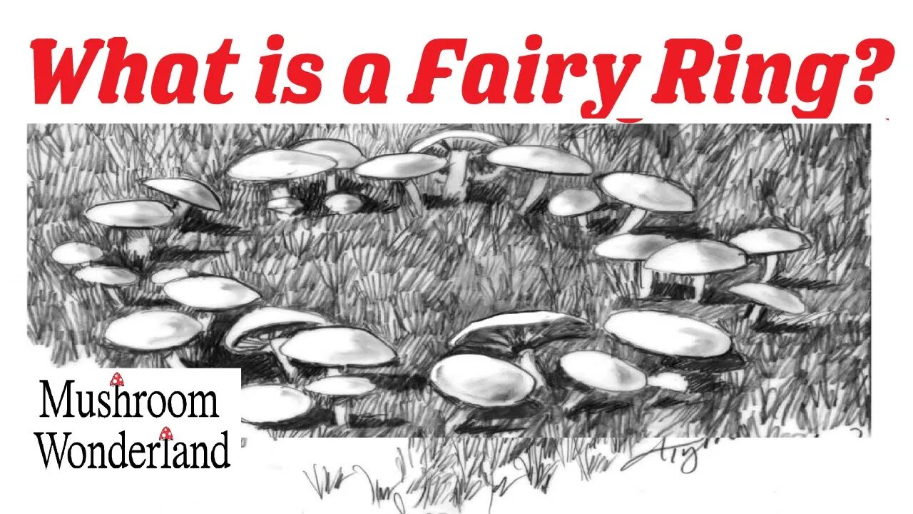 What is a Fairy Ring - Why do mushrooms grow in a circle?